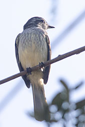 Pacific Elaenia, Chaparri, Lambayeque, Peru, October 2018 - click for larger image