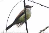 Swainson's Flycatcher, Parque de Zizo, São Paulo, Brazil, November 2006 - click for larger image