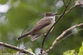 Swainson's Flycatcher, Parque de Zizo, São Paulo, Brazil, November 2006 - click for larger image