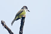 Dusky-capped Flycatcher, Cerro Montezuma, Tatamá, Risaralda, Colombia, April 2012 - click for larger image