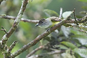 Dusky-capped Flycatcher, Cerro Montezuma, Tatamá, Risaralda, Colombia, April 2012 - click for larger image