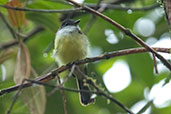 Dusky-capped Flycatcher, Setimo Paraiso, Pichincha, Ecuador, November 2019 - click for larger image