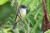 Dusky-capped Flycatcher, Linhares, Espírito Santo, Brazil, March 2004 - click for larger image