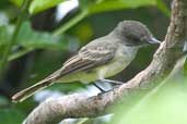 Dusky-capped Flycatcher, Linhares, Espírito Santo, Brazil, March 2004 - click for larger image