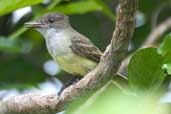 Dusky-capped Flycatcher, Linhares, Espírito Santo, Brazil, March 2004 - click for larger image