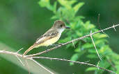 Brown-crested Flycatcher, Roraima, Brazil, July 2001 - click for larger image