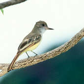 Brown-crested Flycatcher, Roraima, Brazil, July 2001 - click for larger image