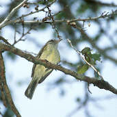 Greenish Elaenia, Ilha São José, Roraima, Brazil, July 2001 - click for larger image