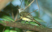 Greenish Elaenia, Ilha São José, Roraima, Brazil, July 2001 - click for larger image