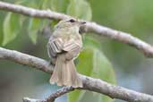 Greenish Elaenia, Jeremoabo, Bahia, Brazil, March 2004 - click for larger image