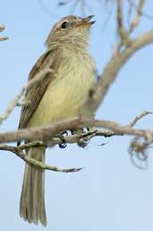 Greenish Elaenia, Jeremoabo, Bahia, Brazil, March 2004 - click for larger image