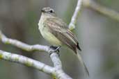 Greenish Elaenia, Jeremoabo, Bahia, Brazil, March 2004 - click for larger image