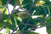 Yellow-throated Antwren, São Gabriel da Cachoeira, Amazonas, Brazil, August 2004 - click for larger image