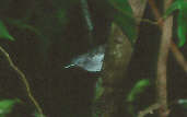 Male Leaden Antwren, Anavilhanas, Amazonas, Brazil, July 2001 - click for a larger image