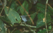 Male Leaden Antwren, Anavilhanas, Amazonas, Brazil, July 2001 - click for a larger image