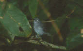 Male Leaden Antwren, Anavilhanas, Amazonas, Brazil, July 2001 - click for a larger image