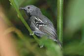 Male White-flanked Antwren, Thaimaçu, Pará, Brazil, April 2003 - click for larger image