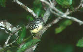 Male Pygmy Antwren, ZF2 Road, Amazonas, Brazil, July 2001 - click for larger image
