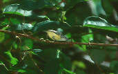 Male Pygmy Antwren, ZF2 Road, Amazonas, Brazil, July 2001 - click for larger image