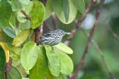 Cherrie's Antwren, São Gabriel da Cachoeira, Amazonas, Brazil, August 2004 - click for larger image