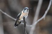 Purple-collared Woodstar, Chaparri, Lambayeque, Peru, October 2018 - click for larger image