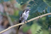 Purple-collared Woodstar, Chaparri, Lambayeque, Peru, October 2018 - click for larger image