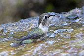 Purple-collared Woodstar, Chaparri, Lambayeque, Peru, October 2018 - click for larger image