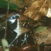 Female Ferruginous-backed Antbird, Brazil, Sept 2000 - click for larger image