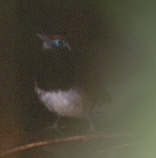 Male Ferruginous-backed Antbird, Brazil, Sept 2000 - click for larger image