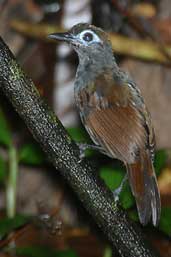 Female-plumaged Sooty Antbird, Palmarí, Amazonas, Brazil, September 2003 - click for larger image