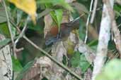 Stipple-throated Antwren, São Gabriel da Cachoeira, Amazonas, Brazil, August 2004 - click for larger image