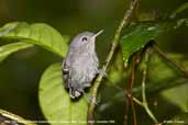 Male Plain-throated Antwren, Cristalino, Mato Grosso, Brazil, December 2006 - click for larger image