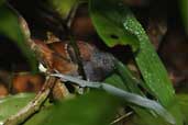 Male Chestnut-tailed Antbird, Palmarí, Amazonas, Brazil, September 2003 - click for larger image