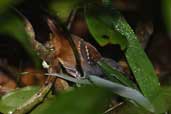 Male Chestnut-tailed Antbird, Palmarí, Amazonas, Brazil, September 2003 - click for larger image