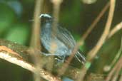 Male White-browed Antbird, Carajás, Brazil, February 2002 - click for larger image