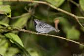 Male Grey Antwren, Cristalino, Mato Grosso, Brazil, December 2006 - click for larger image