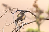 Short-tailed Woodstar, Chaparri, Lambayeque, Peru, October 2018 - click for larger image