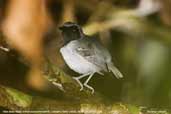 Male Black-faced Antbird, Cristalino, Mato Grosso, Brazil, December 2006 - click for larger image