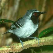 Male Black-faced Antbird, Carajás, Brazil, January 2002 - click for larger image