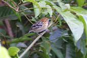 Female Amazonian Streaked Antwren, Cristalino, Mato Grosso, Brazil, April 2003 - click for larger image