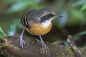 Female Black-faced Antbird, Wildsumaco Lodge, Napo, Ecuador, November 2019 - click for larger image