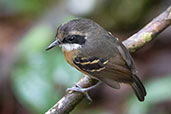 Female Black-faced Antbird, Wildsumaco Lodge, Napo, Ecuador, November 2019 - click for larger image