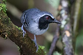 Male Black-faced Antbird, Wildsumaco Lodge, Napo, Ecuador, November 2019 - click for larger image