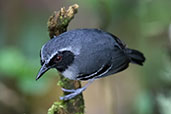 Male Black-faced Antbird, Wildsumaco Lodge, Napo, Ecuador, November 2019 - click for larger image