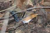 Male Scalloped Antbird, Jaqueira, Pernambuco, Brazil, March 2004 - click for larger image