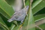 Male Alagoas Antwren, Murici, Alagoas, Brazil, March 2004 - click for larger image