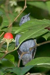 Male Alagoas Antwren, Murici, Alagoas, Brazil, March 2004 - click for larger image