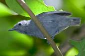 Male Alagoas Antwren, Murici, Alagoas, Brazil, March 2004 - click for larger image