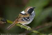 Male Squamate Antbird, Parque do Zizo, São Paulo, Brazil, November 2006 - click for larger image