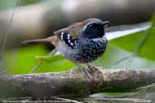 Male Squamate Antbird, Parque do Zizo, São Paulo, Brazil, November 2006 - click for larger image